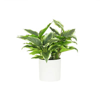 Plante artificielle Dieffenbachia