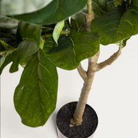 Artificial Ficus plant