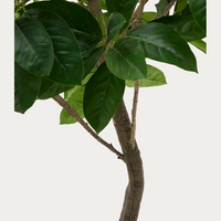Plante artificielle Ficus 210 cm