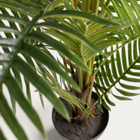 Artificial Japanese Cycas plant