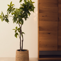 Plante artificielle Pachira