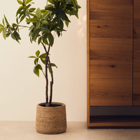 Artificial Pachira Plant