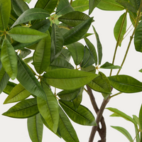Plante artificielle Pachira
