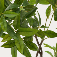 Artificial Pachira Plant