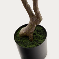 Plante artificielle Pachira