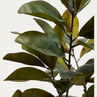 Plante artificielle Magnolia – détail du feuillage