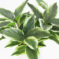 Plante artificielle Dieffenbachia