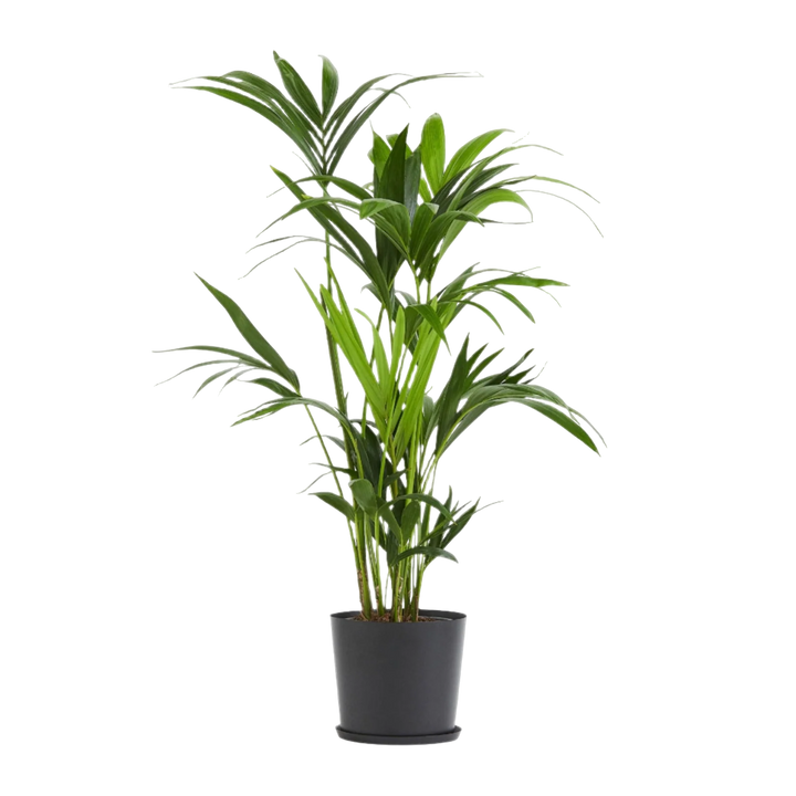 Plantes artificielles