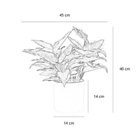 Plante artificielle Dieffenbachia