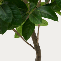 Plante artificielle Ficus 210 cm