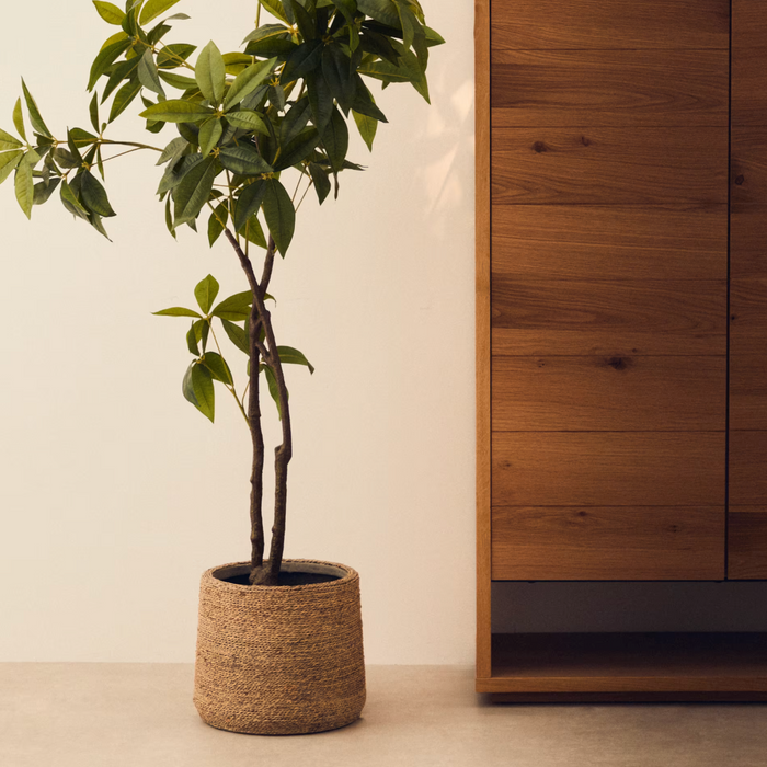 Plante artificielle Pachira