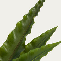 Plante artificielle Girona – vue de dos